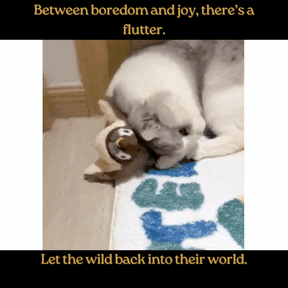 FeatherWhirl™ — Where Nature Meets Play.