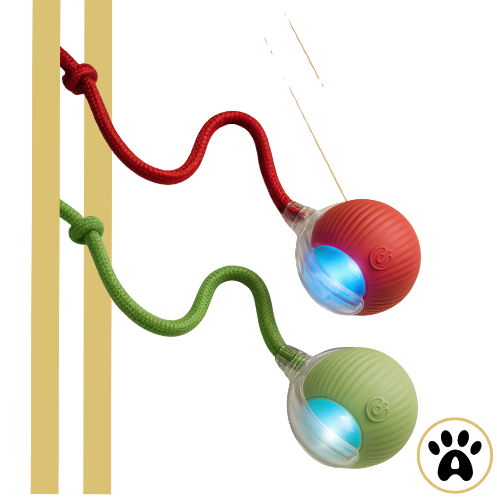 PurrMotion™ - Play that moves. Minds that stay sharp.